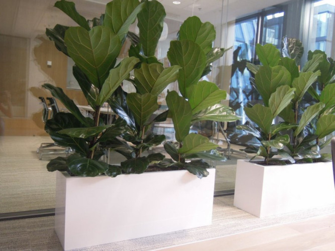 Sklolaminátové květináče v bílém lesku