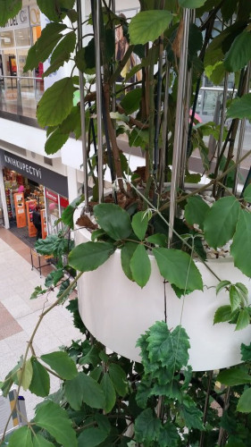 Květináče do interiéru obchodního centra