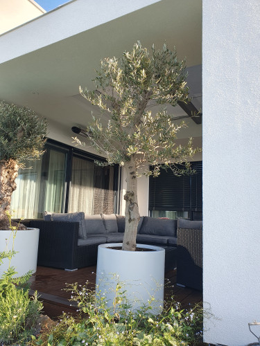 Květináče s olivovníky na moderní terase