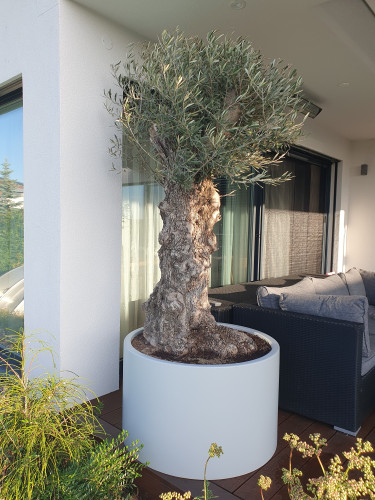 Květináče s olivovníky na moderní terase