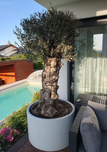 Květináče s olivovníky na moderní terase