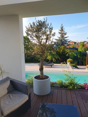 Květináče s olivovníky na moderní terase