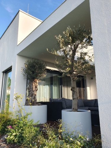 Květináče s olivovníky na moderní terase