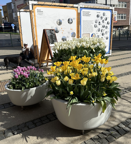 Sklolaminátové květináče v centru města