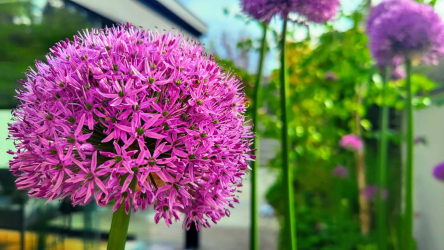 Venkovní květináče u řadového domu