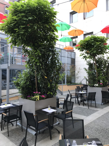 Designové květináče se vzrostlými stromy