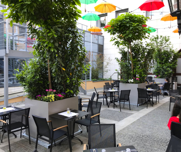 Designové květináče se vzrostlými stromy