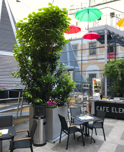 Designové květináče se vzrostlými stromy