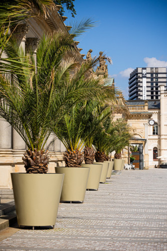 Designové květináče s palmami