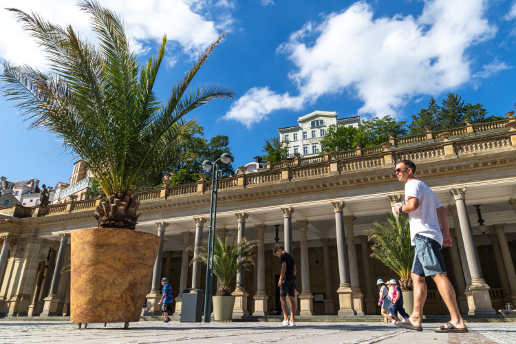 Designové květináče s palmami