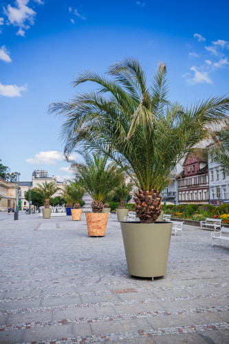 Designové květináče s palmami