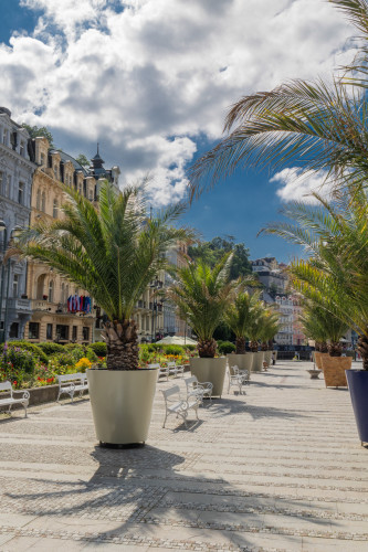 Designové květináče s palmami