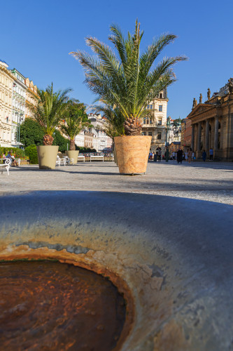 Designové květináče s palmami