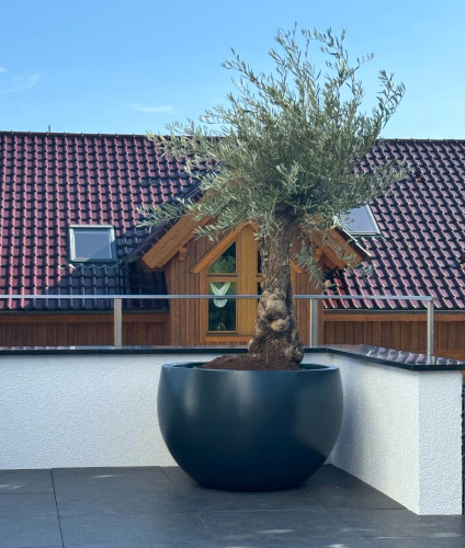 Designové květináče pro olivovníky na terase