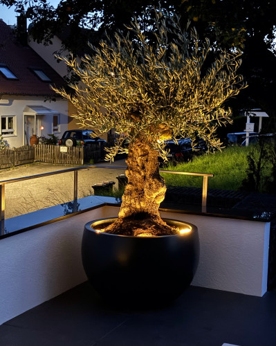 Designové květináče pro olivovníky na terase