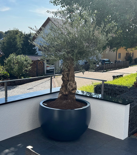 Designové květináče pro olivovníky na terase