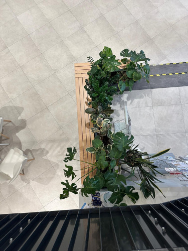 Interiérové květináče s výsadbou ve vstupní hale úřadu