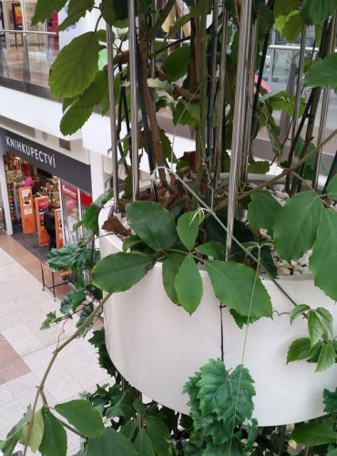 Květináče do interiéru obchodního centra