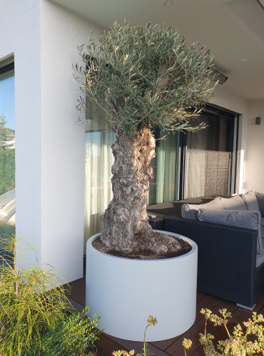 Květináče s olivovníky na moderní terase