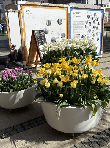 Sklolaminátové květináče v centru města