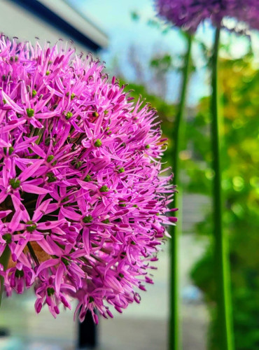 Venkovní květináče u řadového domu