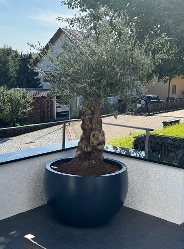 Designové květináče pro olivovníky na terase